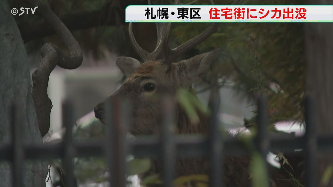 2026年8月5日捕獲　本州鹿袋角　鹿茸 家の庭の岩に隠れるように 札幌・東区の住宅街にシカ 繁殖期で活発