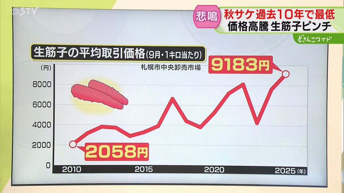 解説】生筋子の価格推移 15年前の4倍以上に高騰 道民に身近なはずのイクラが…北海道（2025年10月7日掲載）｜STV NEWS NNN