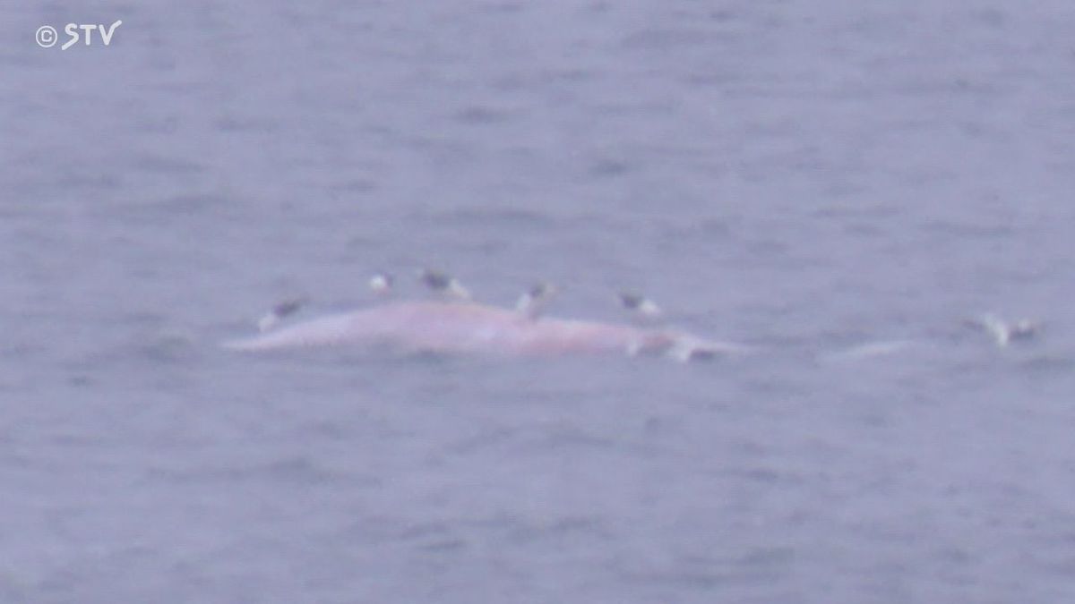 釧路港沖に体長10メートルのクジラの死がい浮く　漁業者に注意呼びかけ