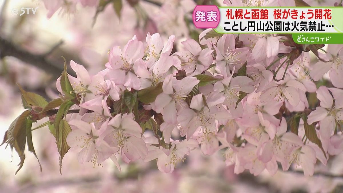 札幌・函館同時開花！円山公園風物詩“花見でジンギスカン”ことしもＮＧに受け止め様々