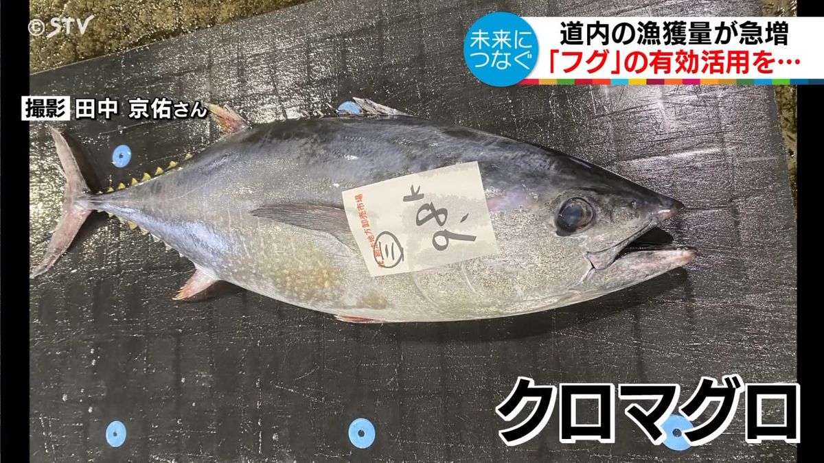 暖かい海を好むクロマグロも