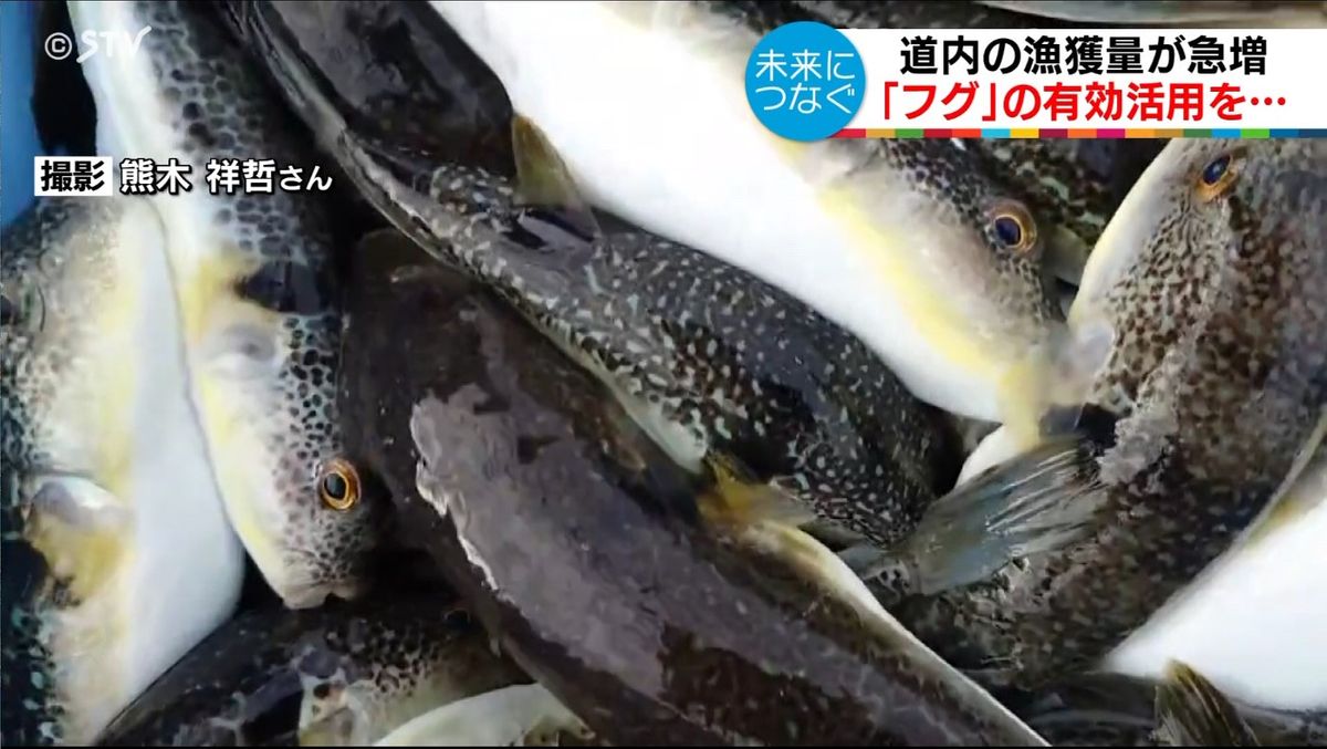 北海道の海に大量のフグ　漁獲量が急増　フルコースも提供　海水温上昇が原因か