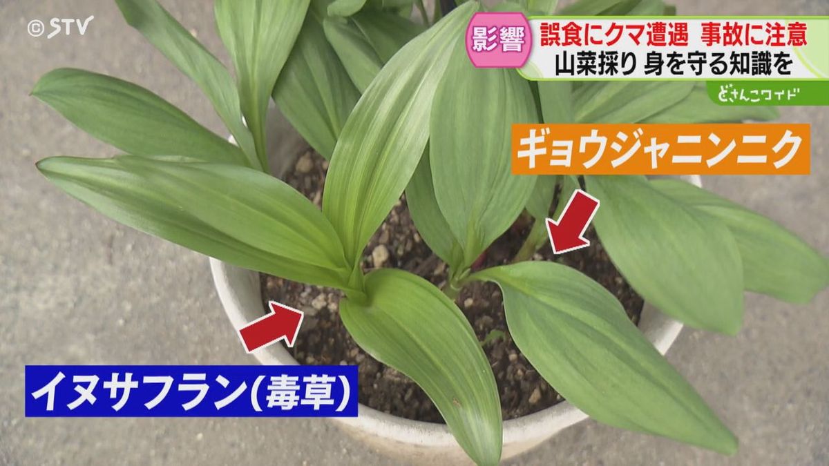 イヌサフラン見分け方