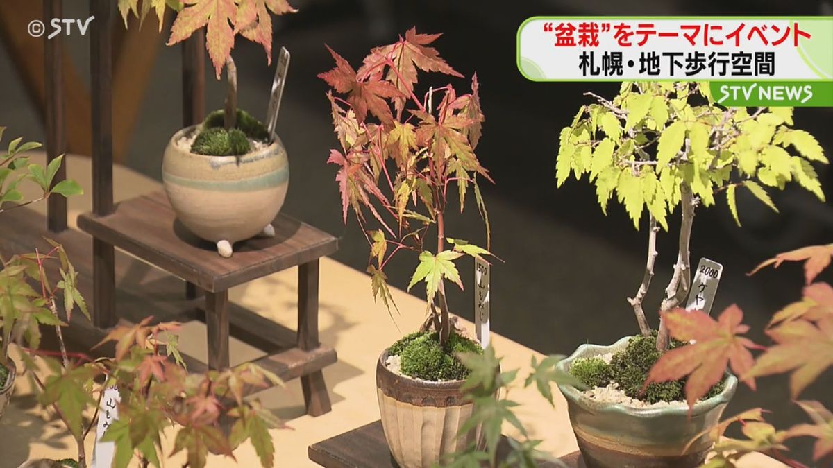 気軽に盆栽を楽しんでもらいたい　「盆栽」をテーマにイベントを開催　札幌市・地下歩行空間