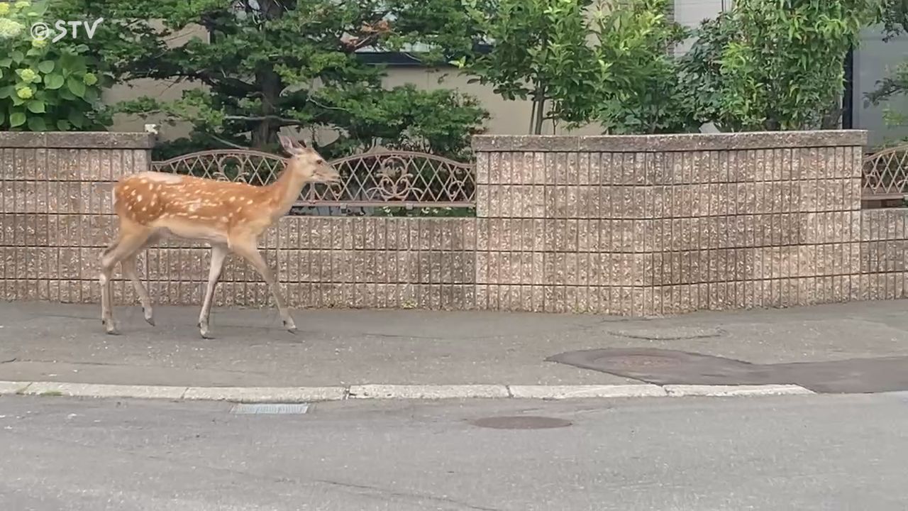 ウロウロと徘徊している」住宅街にシカ出没 道路を歩き回り草木を食べる 札幌市中央区（2024年6月26日掲載）｜STV NEWS NNN