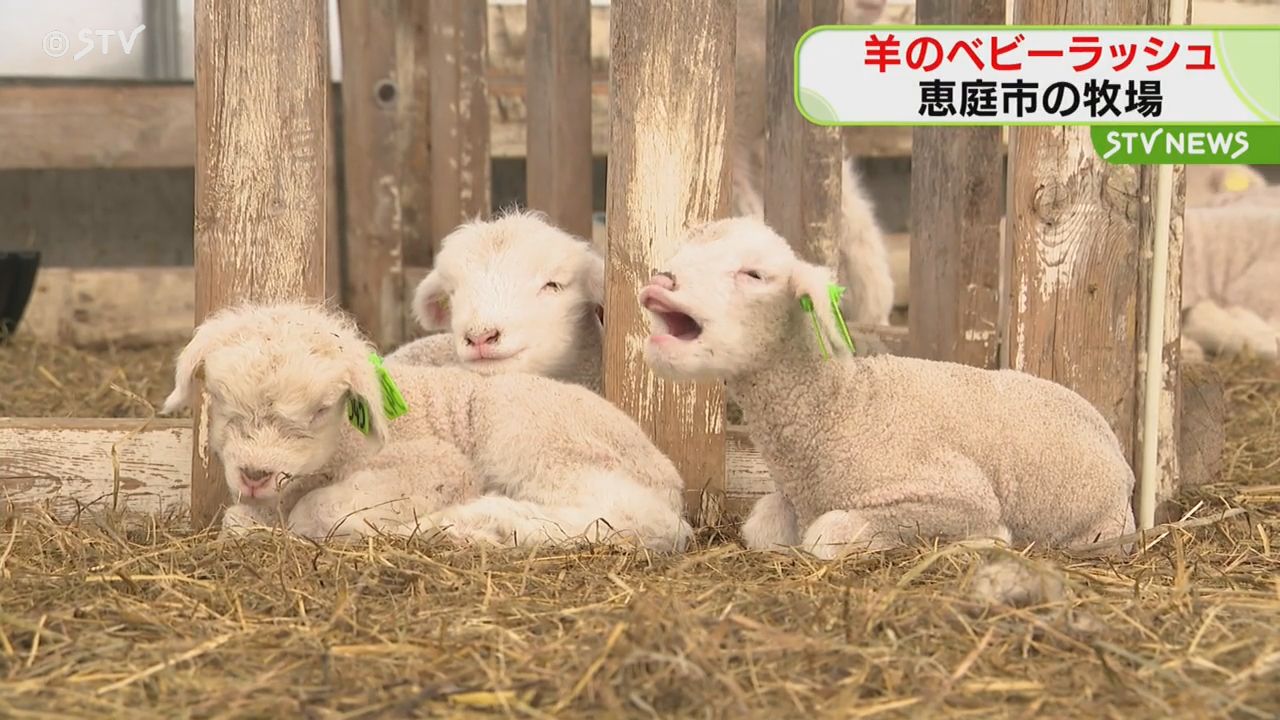 ＊nene_nページ ＊羊飼いのbear＊ 世界一カワイイ羊！ブラックノーズシープの赤ちゃん🐑｜那須どうぶつ