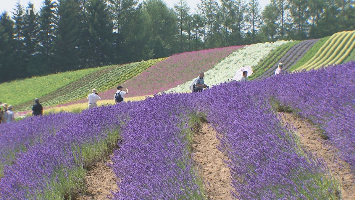 ことしも鮮やか「紫のじゅうたん」一面に…ラベンダー満開　子どもも「お花きれい」　中富良野町
