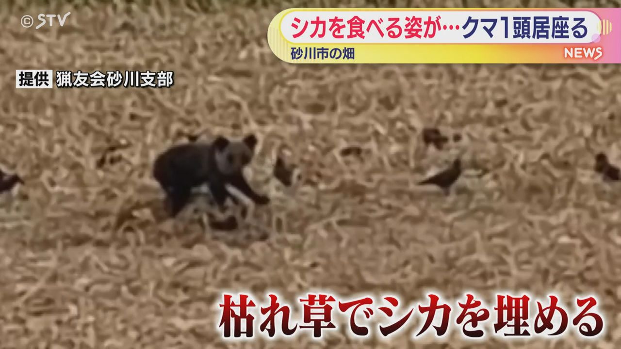砂川市の畑でクマが居座る シカを食べている様子を確認 北海道砂川市