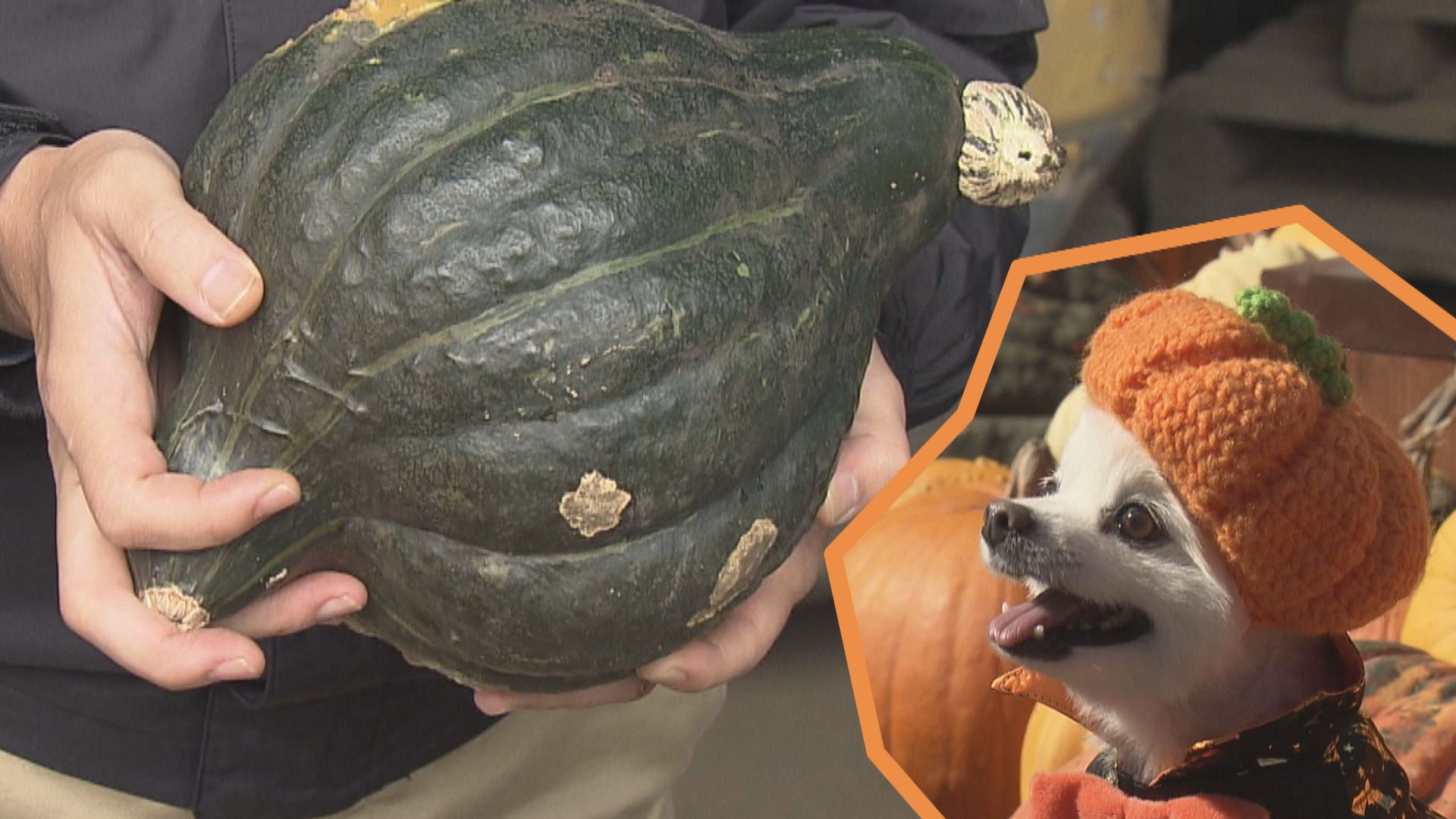硬くて割れない！幻の「まさかりカボチャ」は北海道・開拓の味