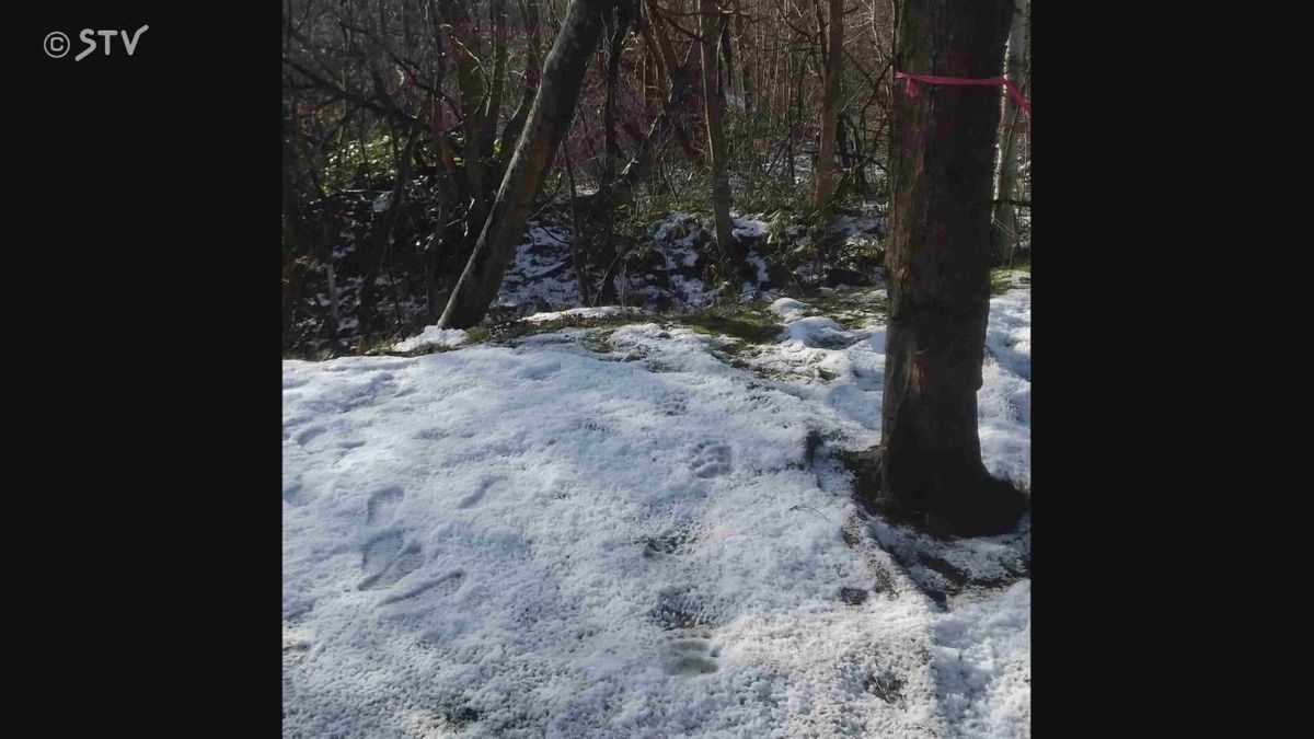 幼稚園の敷地　雪の上にくっきりクマの足跡　札幌市南区で計4か所発見　同じ個体か 