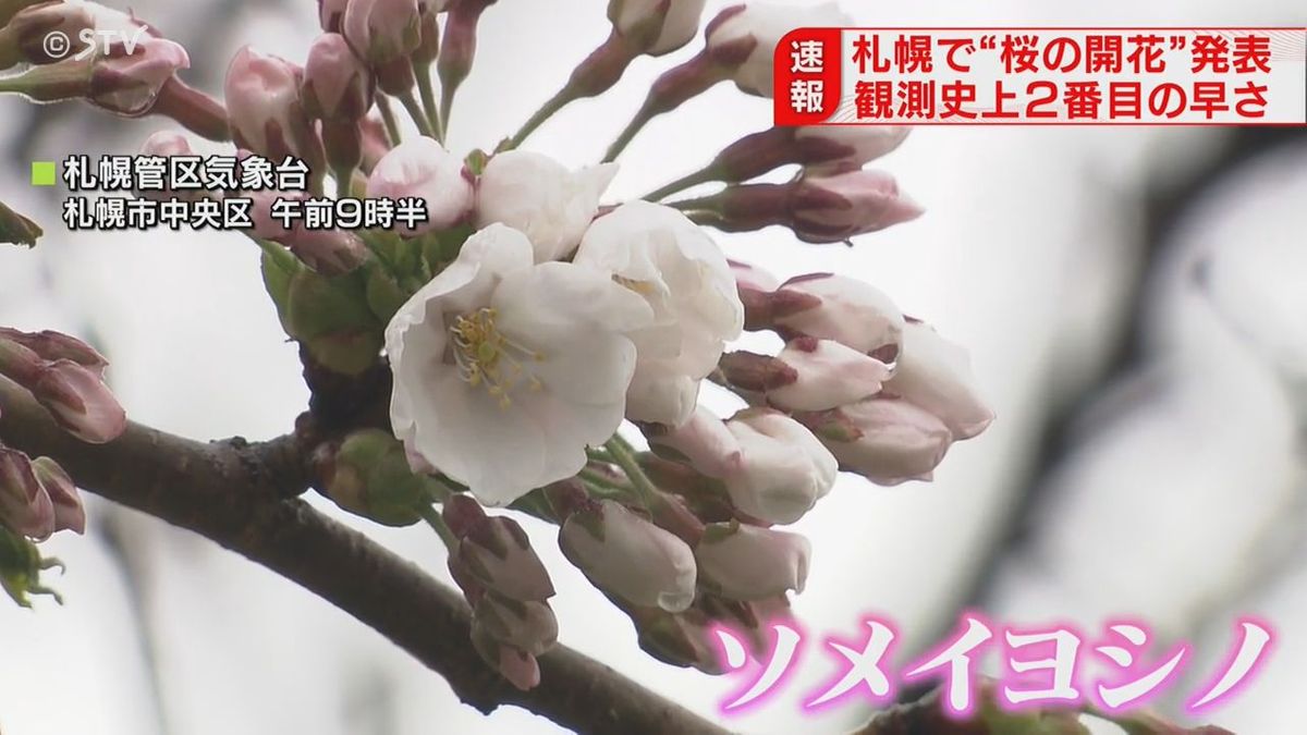【史上２位】札幌でサクラ開花　今年は高温傾向…４～５日で満開、見ごろは２２日か