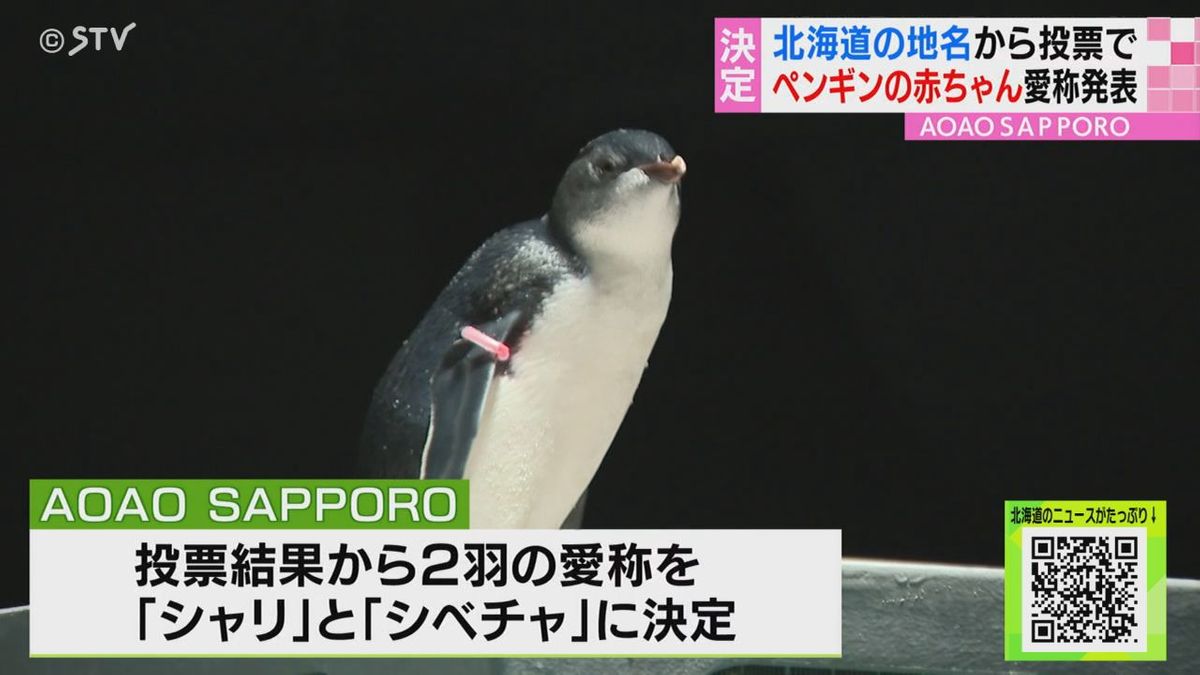 ペンギンのひな愛称決定「シャリ」「シベチャ」 北海道の地名から 