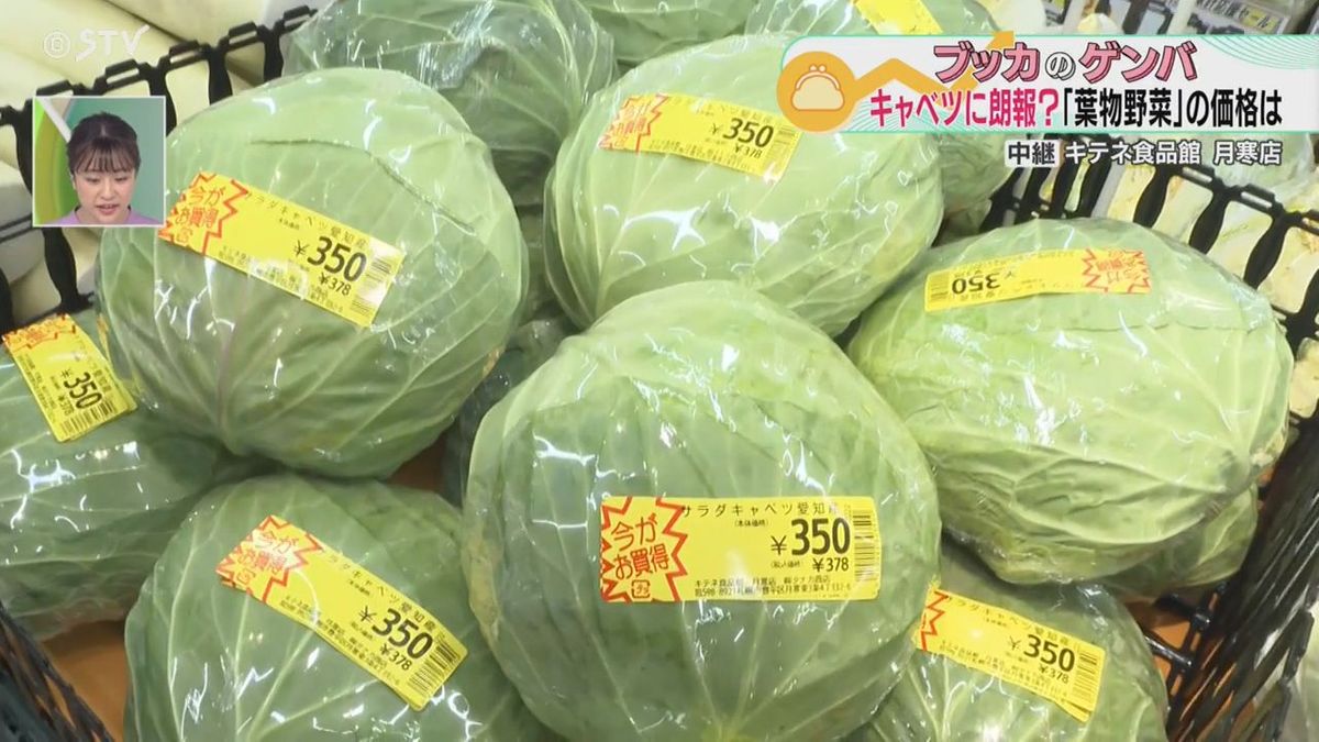 キャベツ１玉４３０円　高止まり続く　気になる野菜の価格　ダイコンが狙い目　札幌のスーパー