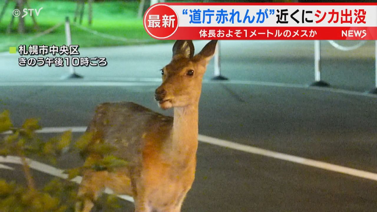 夜中に道庁赤れんが庁舎近くにシカ JR札幌駅近くに出没した個体と同じ