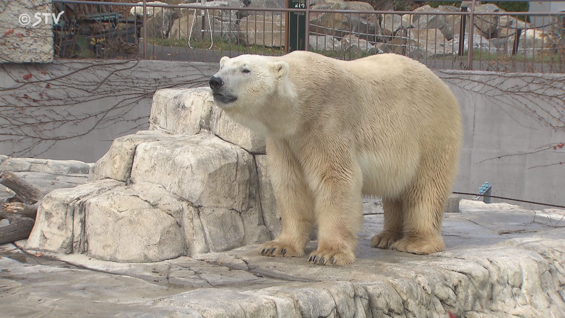 ホッキョクグマ「ホクト」が引っ越し 繁殖を目指し札幌市円山動物園