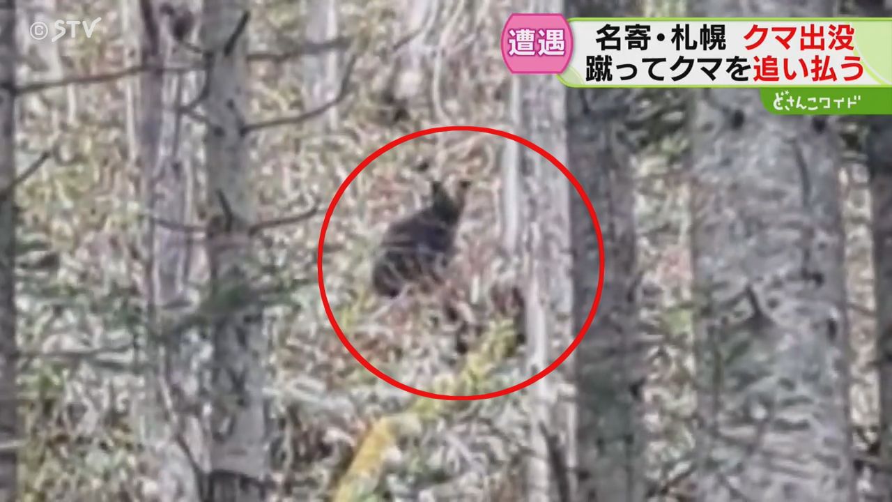 名寄市で旅行者の男性がクマに遭遇 蹴って撃退 男性にけがなし 札幌の
