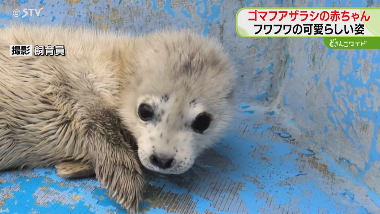 白い産毛のゴマフアザラシ 約3週間でゴマ模様に！カメラに興味津々