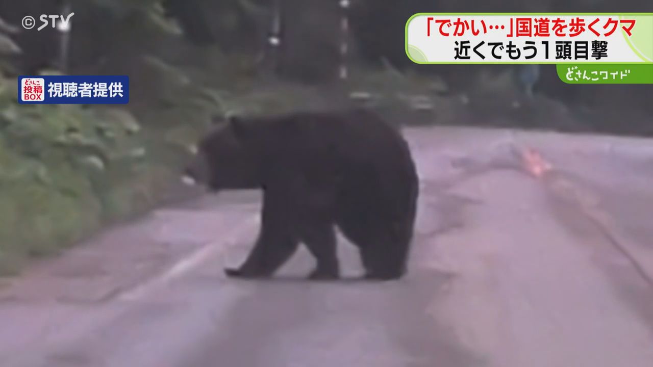 怖い…でかい…」目の前に体長2メートルのクマ！国道走行中に遭遇 近く