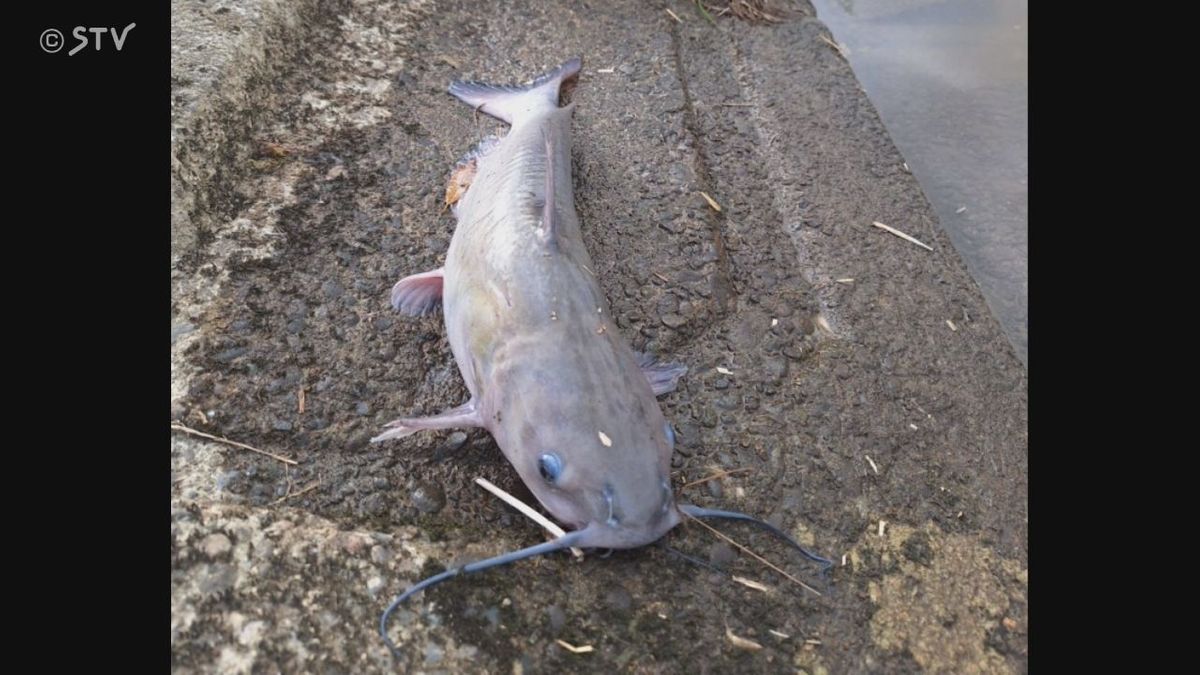 釣りあげた魚を調べたら…道内で初確認“アメリカナマズ”どうして侵入？生態系や水産業に懸念