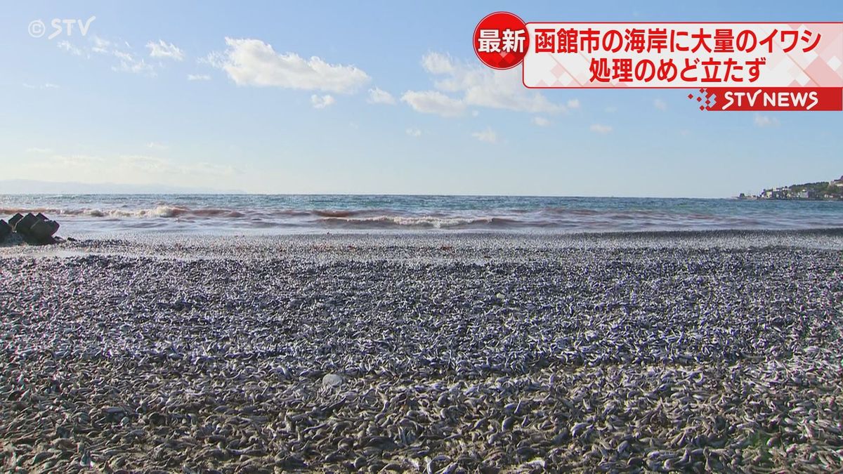 漂着した魚は数千トン規模　海岸に大量のイワシ　処理のめど立たず　北海道函館市