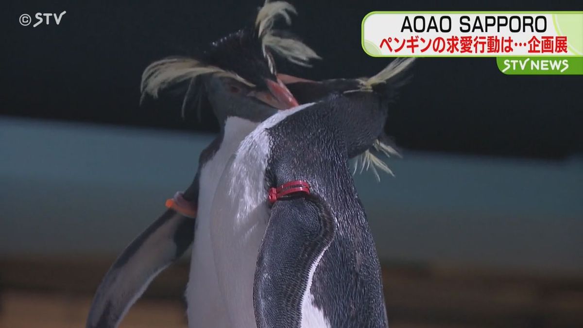 「生物の求愛行動の不思議」　狸小路の都市型水族館AOAOで企画展　