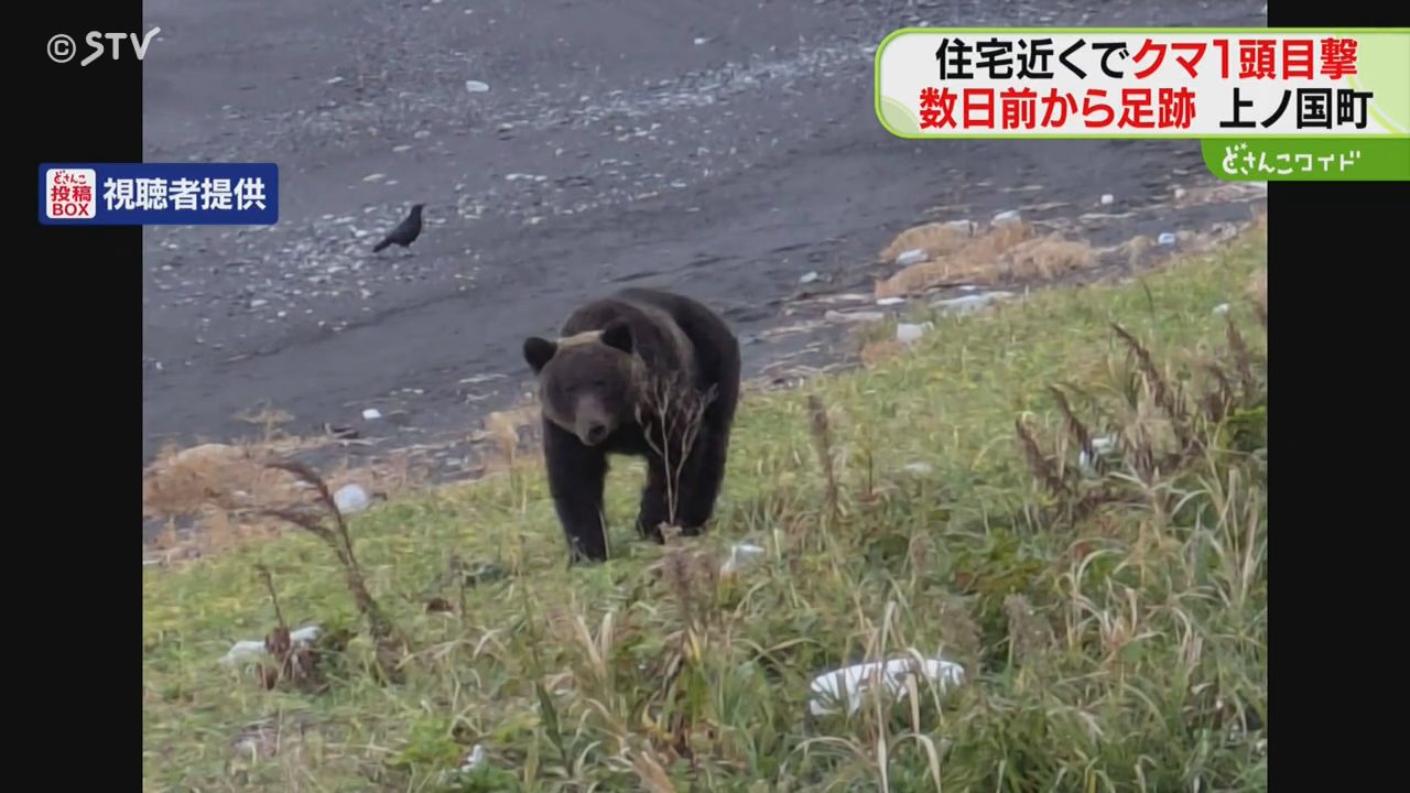 砂浜に現れた1頭のクマ 花火鳴らすと山へ逃げる 住宅密集する海沿いで