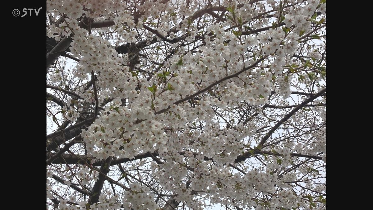 札幌で桜が満開に　平年より１２日早く　札幌管区気象台のソメイヨシノ