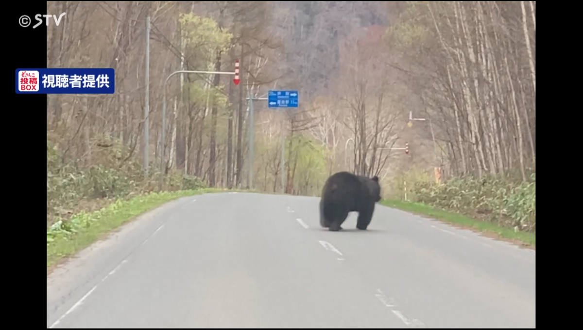 【映像】「デカい！…怖い！」道路に現れた大きなクマ　車の前をしばらく走って藪の中へ…北海道