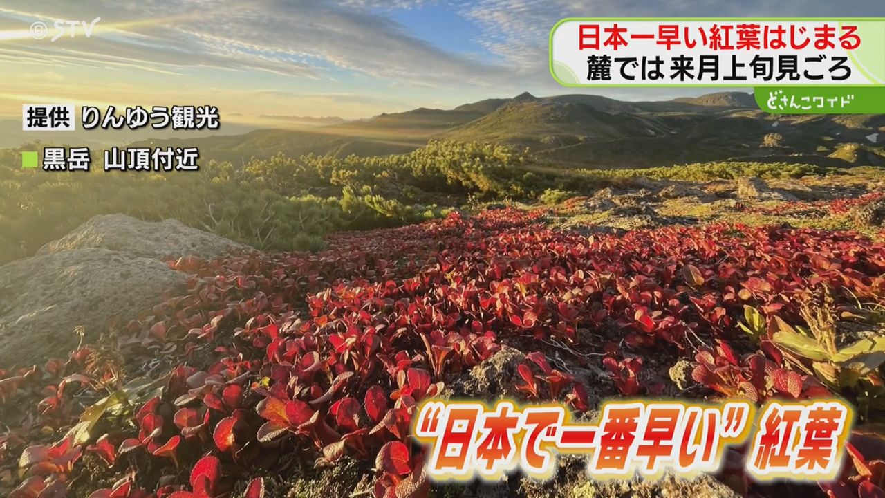 綺麗】夏の名残のなか…紅葉きたー！「日本一早い紅葉」北海道・大雪山系黒岳で秋の気配到来（2024年9月4日掲載）｜STV NEWS NNN