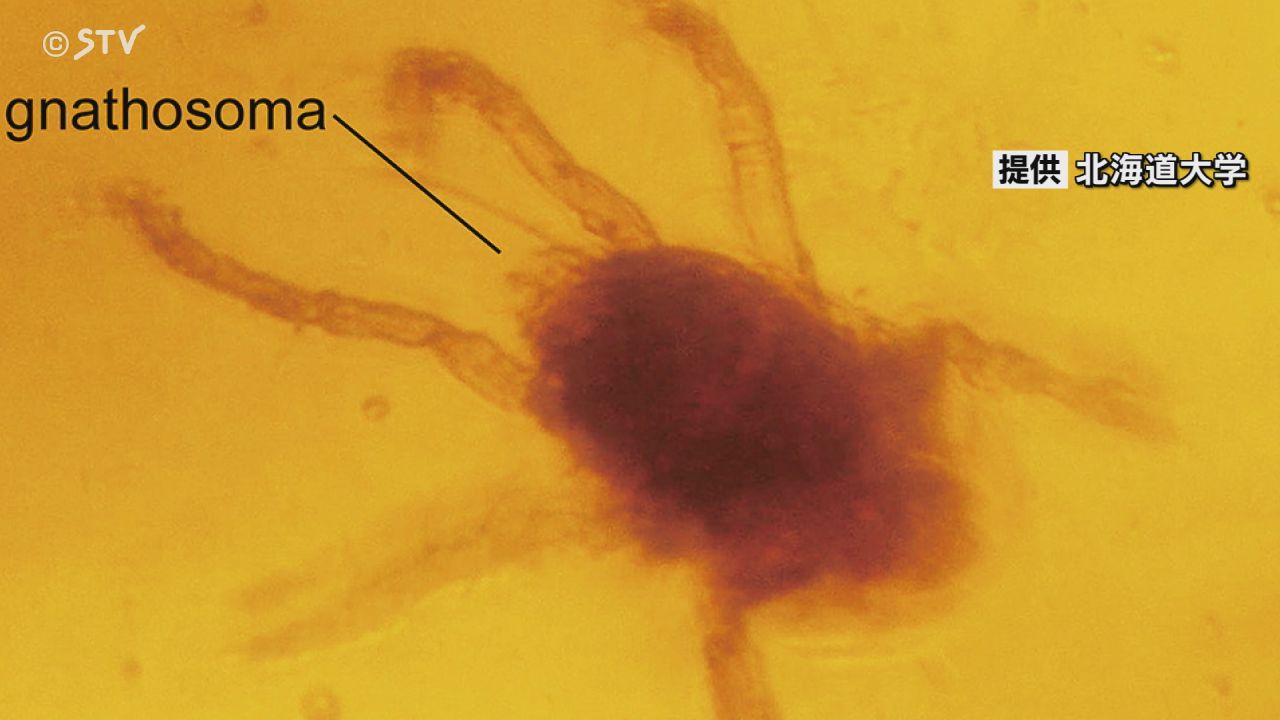 世界的にも希少】1億1500万年前の琥珀 中川町の地層から大量発見 前期