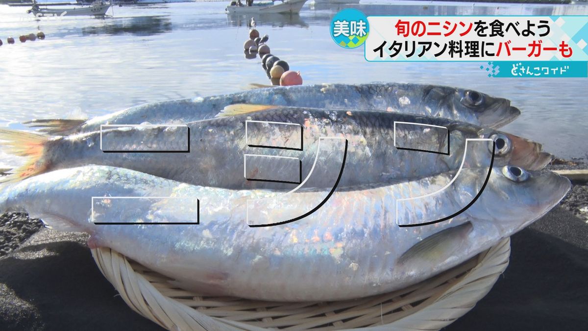 北海道でいま一番アツいお魚…それはニシン！イタリアンにバーガーも　各地で席巻ニシン料理