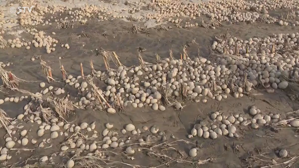 無数のジャガイモが水に…泥などかぶり出荷できず放置 “線状降水帯”による農作物の被害明らかに（2025年9月24日掲載）｜STV NEWS NNN