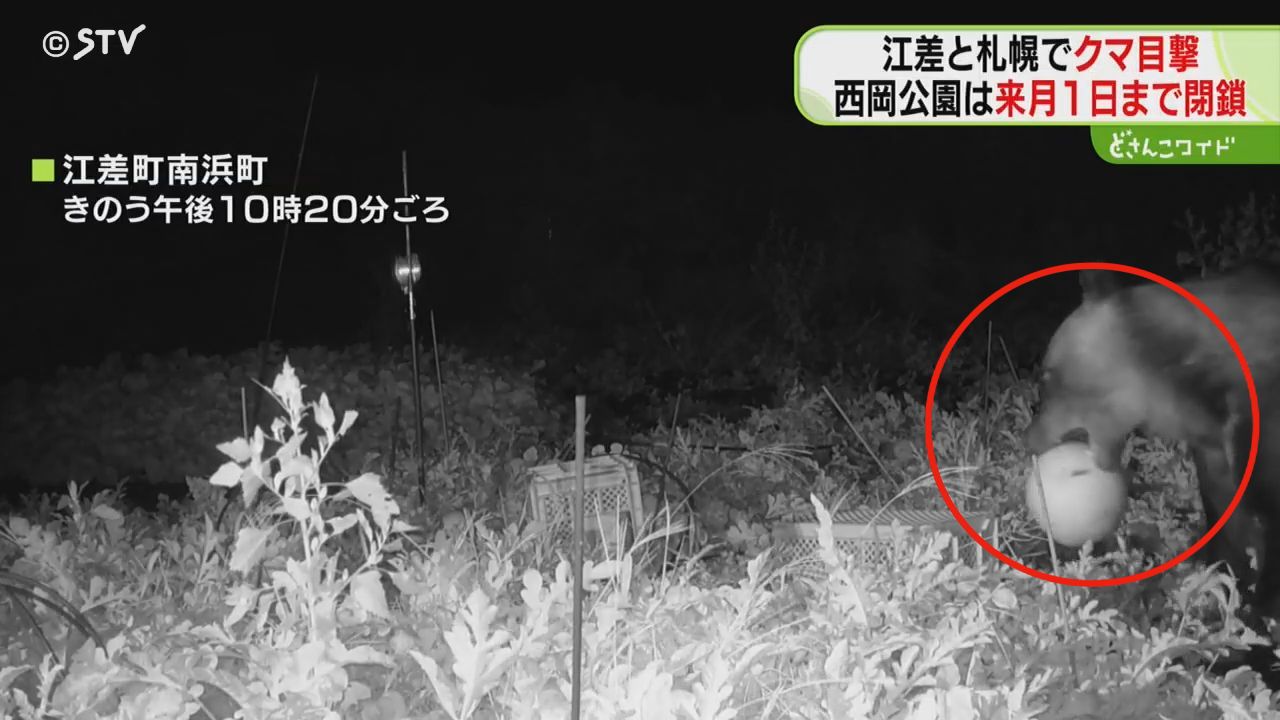 畑に顔を突っ込む1頭のクマ スイカ15個食い荒らす 連日続く食害に