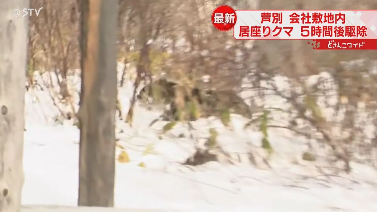 緊迫･･･クマが撃たれるまでをカメラがとらえる　会社敷地内に5時間居座る　北海道芦別市