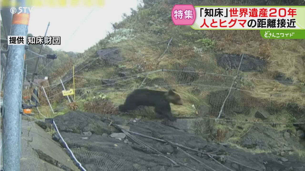 3ページ目 “人とヒグマの接近”に警鐘「一触即発」事故の懸念は以前から