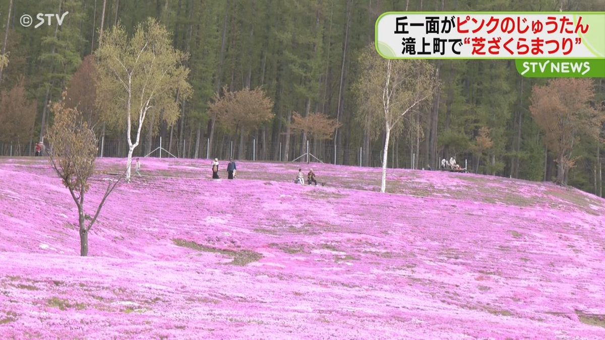 丘一面ピンクのじゅうたん　北海道滝上町で”芝桜”が見ごろ
