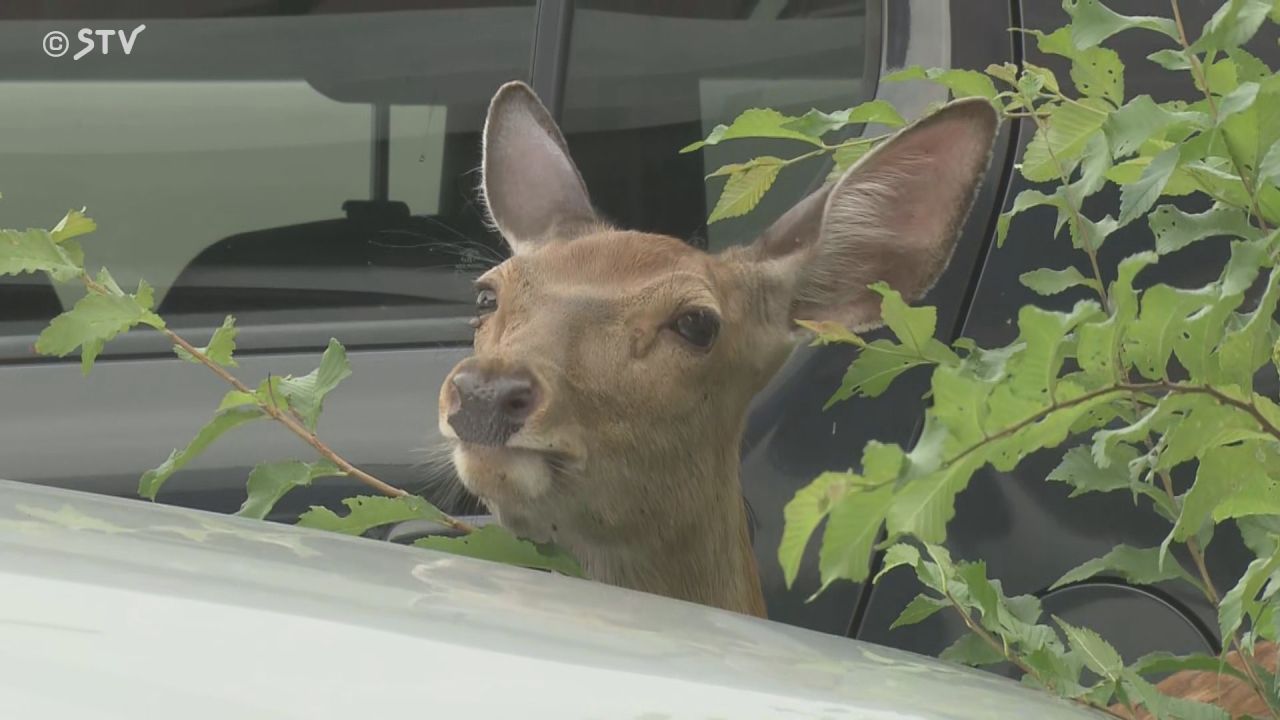 速報】体長約1メートルのシカ 住宅街に出没…若いメスか 市の職員らが