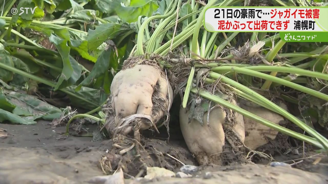 約131ヘクタールで被害 テンサイや秋まき小麦も浸水 収穫できず