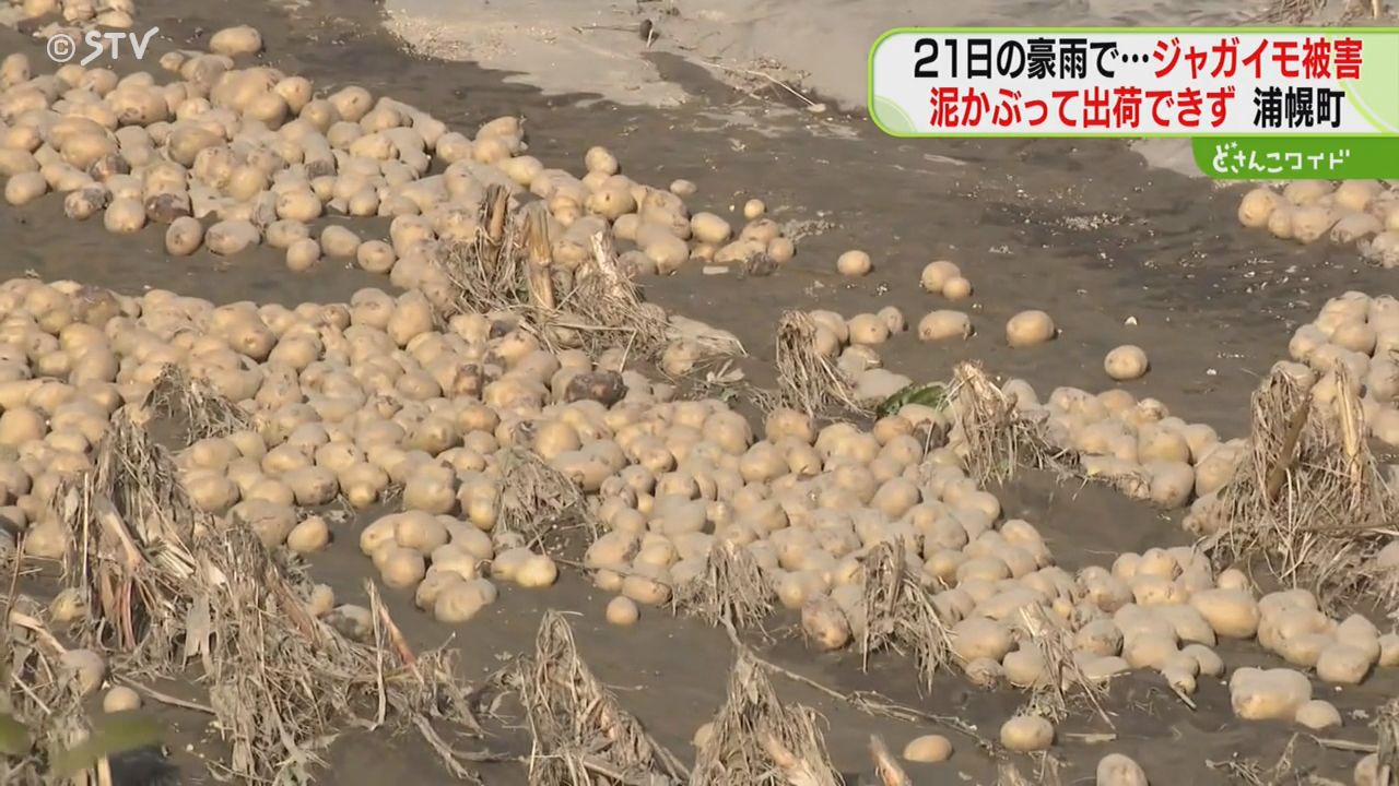 約131ヘクタールで被害 テンサイや秋まき小麦も浸水 収穫できず