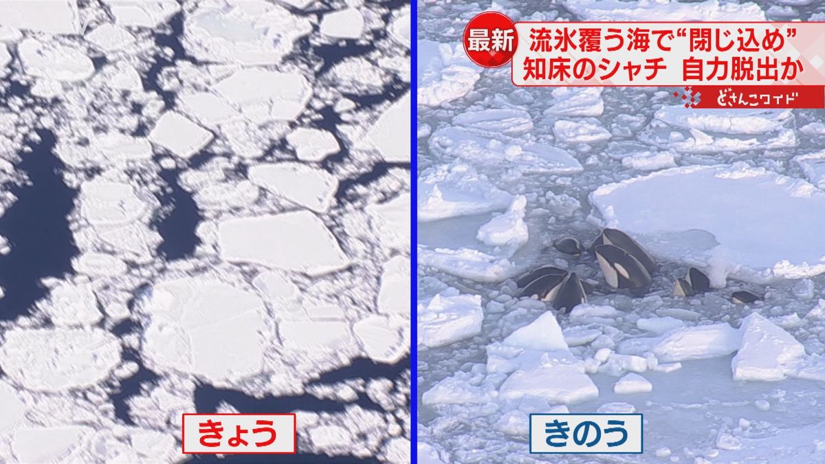 「子どもは置いていかない」流氷に囲まれたシャチの群れ　姿が見えず脱出か　北海道・羅臼沖