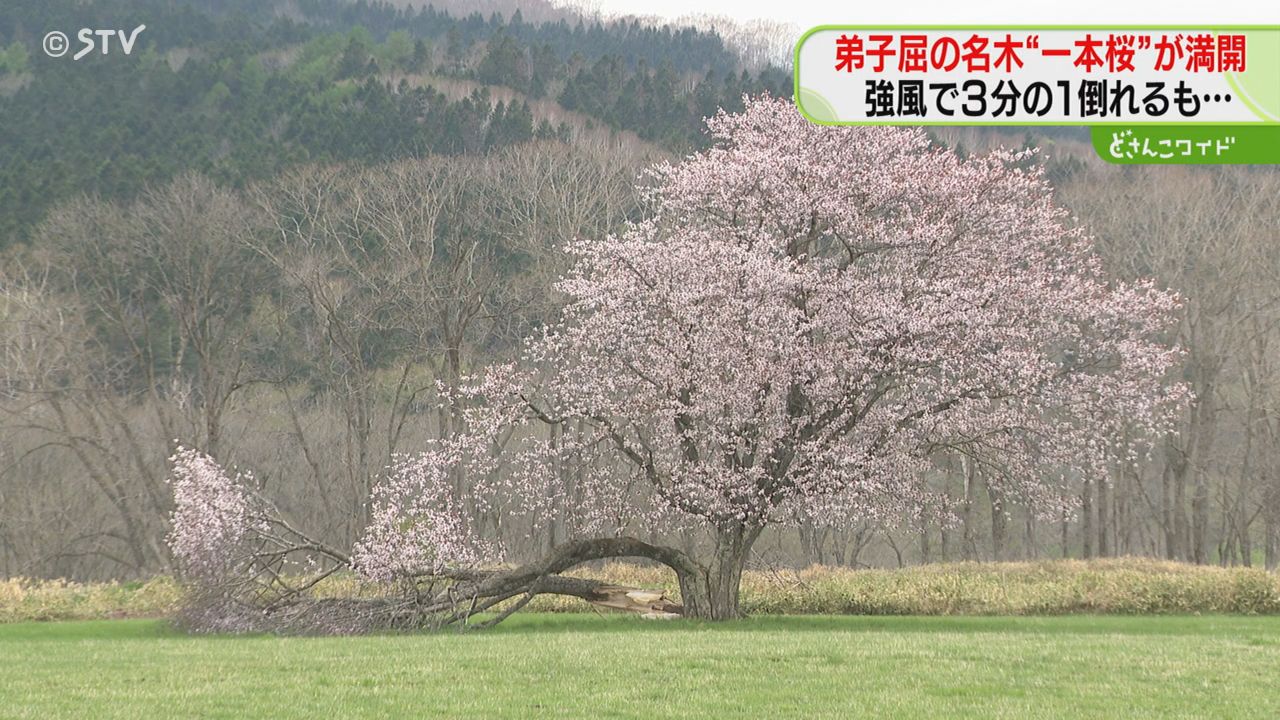 エゾヤマザクラ「合格の木」強風で一部倒れるも満開に 樹木医の診断