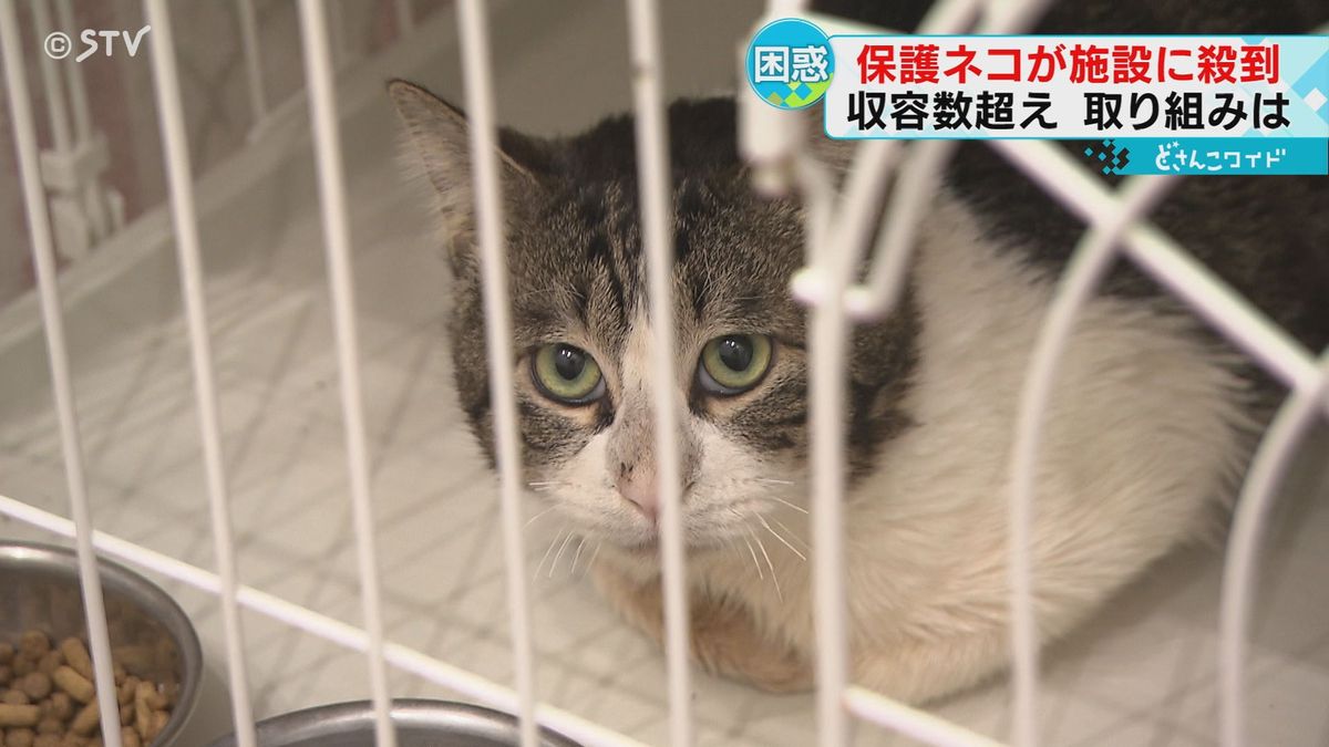 １１月開設動物愛護管理センターはやくもピンチ？その背景は“ネコの多頭飼育崩壊”　札幌市