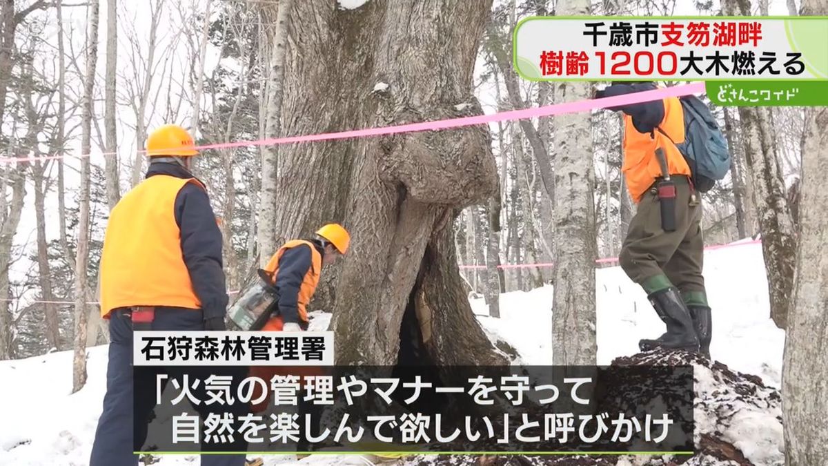 なぜ…“森のシンボル”樹齢１２００年ミズナラが燃えた謎…周辺に火の気なし　北海道支笏湖畔