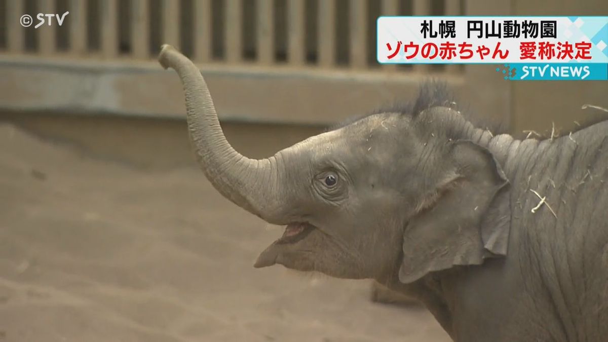 アジアゾウの赤ちゃんの愛称がきょう園内で発表　4万票の中から選ばれた愛称は「タオ」　