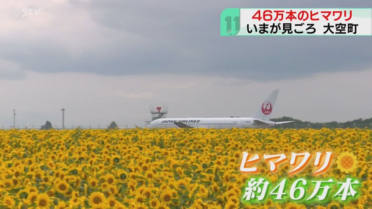 ヒマワリとその上空を飛ぶ飛行機 北海道・オホーツクの大空町（2024年8
