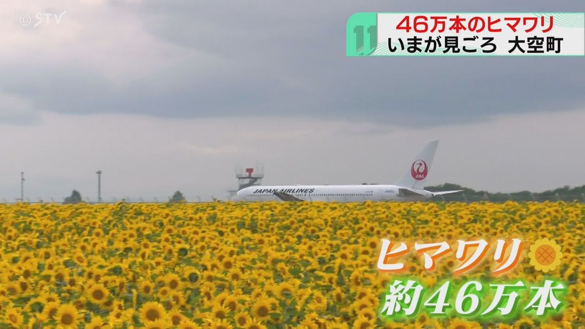 ヒマワリとその上空を飛ぶ飛行機　北海道・オホーツクの大空町