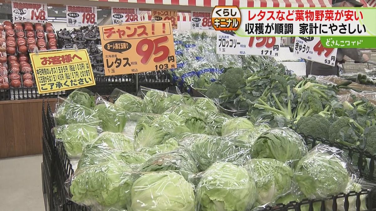 物価高のニュースばかりで嘆息のなか…葉物野菜はいまが安い！キムチ専門店オーナーも歓喜　