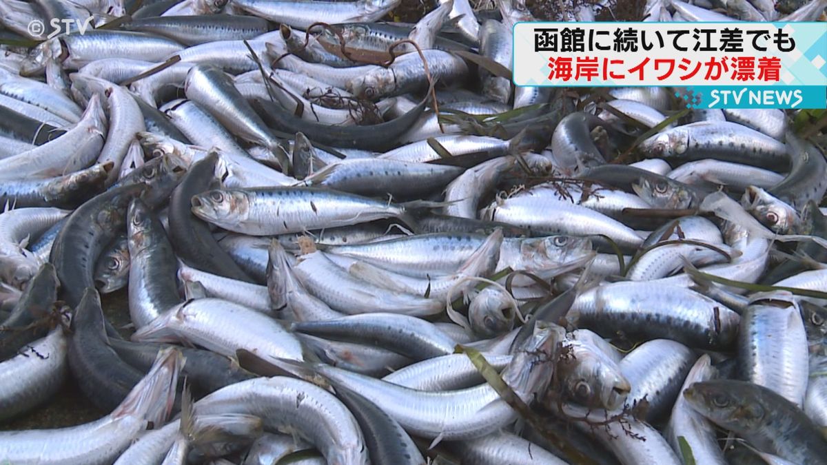 函館に続き江差町にも大量のイワシ　死んだ状態で約1トン　北海道は拾って食べないよう呼びかけ