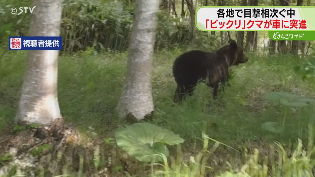 映像】車に向かってくる瞬間「クマが突進してきて…」体長約2メートル