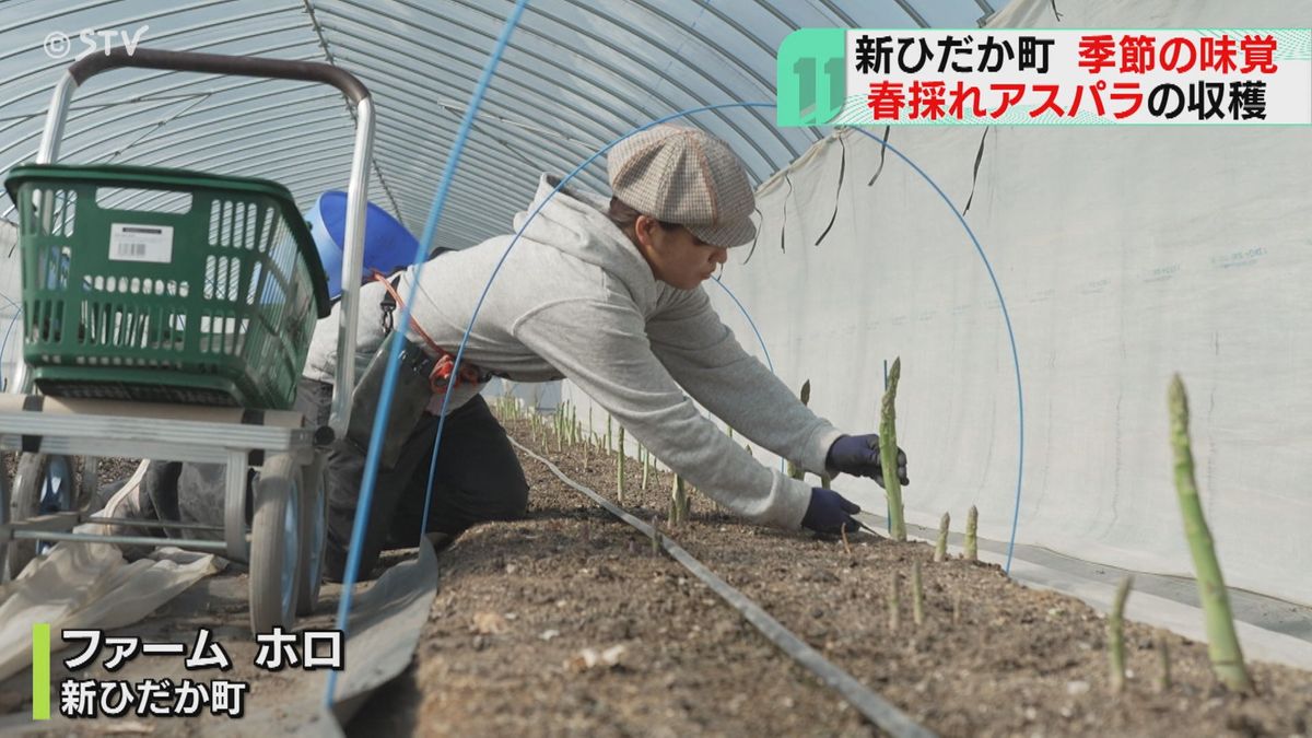 アスパラの収穫始まる　日高山脈から湧き出る水がおいしさの秘訣　北海道新ひだか町